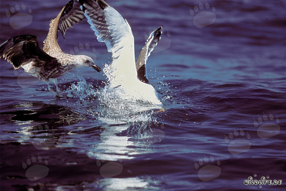 Gaviotas dominicanas pelean por restos de pescado