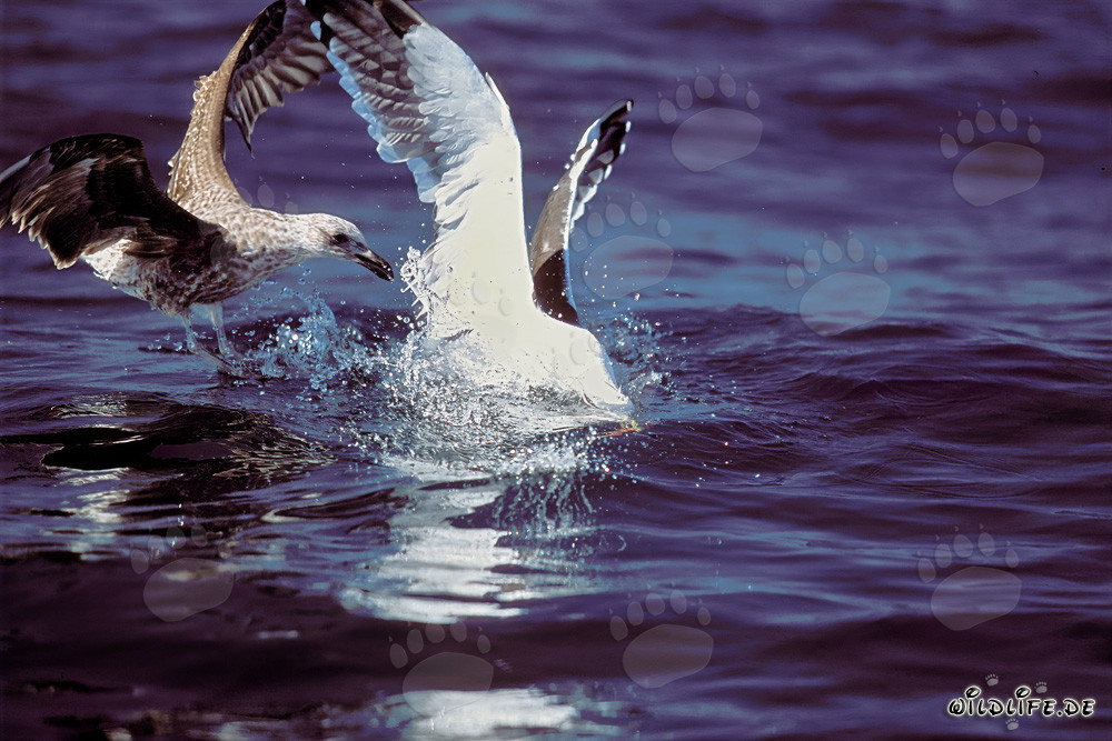 Kelp gulls argue over fish remains