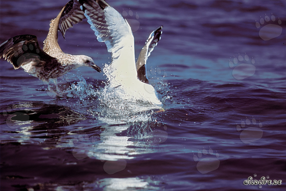 Mouettes dominicaines se disputent des restes de poisson