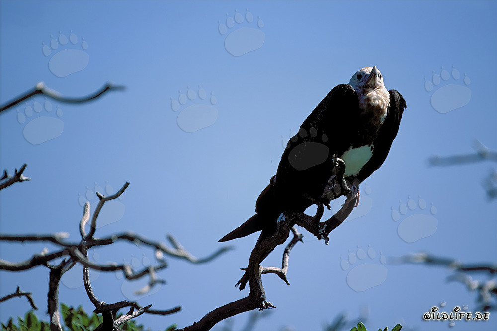 Bindenfregattvogel auf Eastern Island