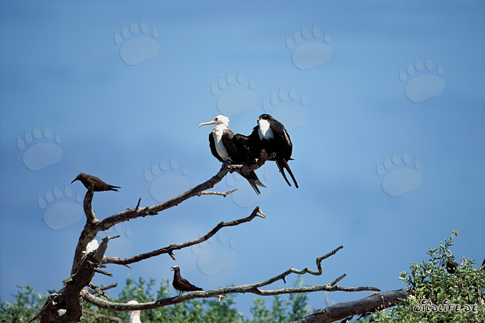 Great frigatebirds and Brown Noddys on Eastern Island