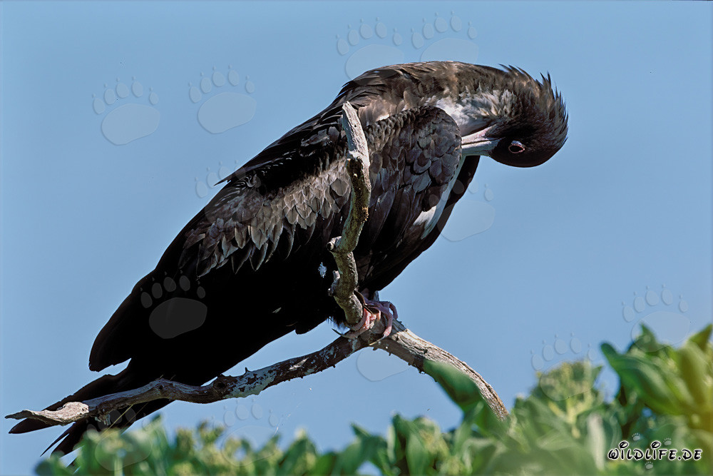 Fragata de vientre blanco en la Isla del Este