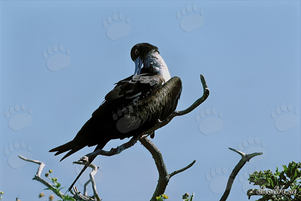 Fragata magnífica en la Isla del Este