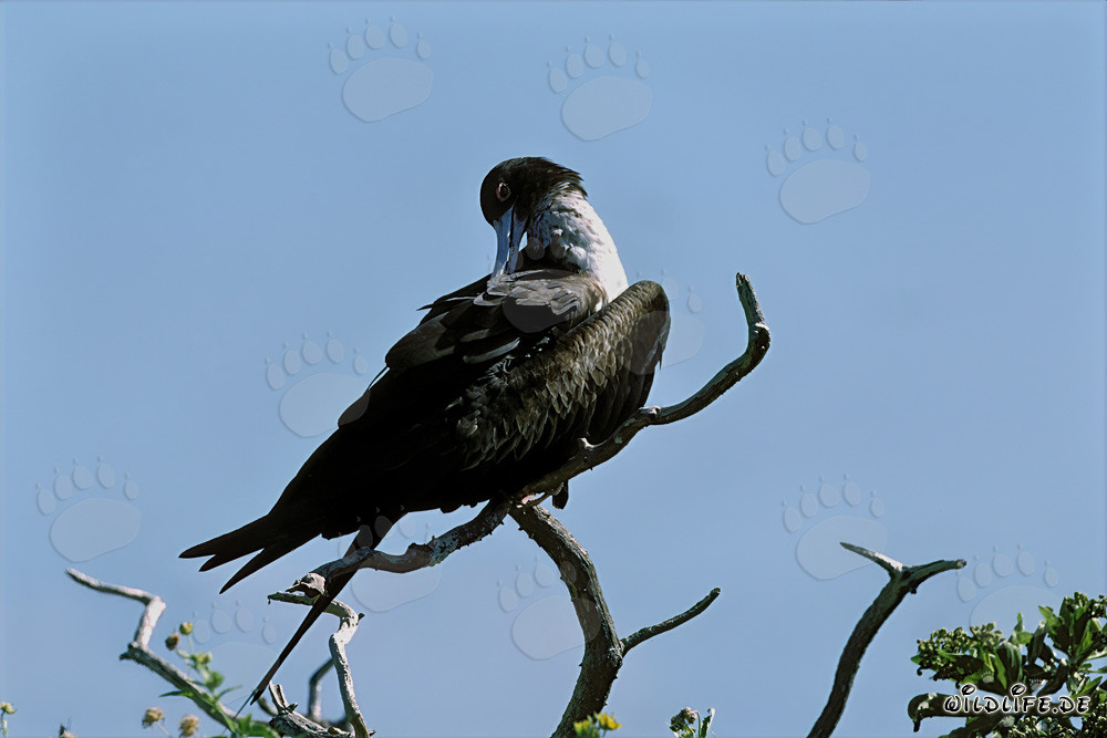 Great Frigatebird on Eastern Island