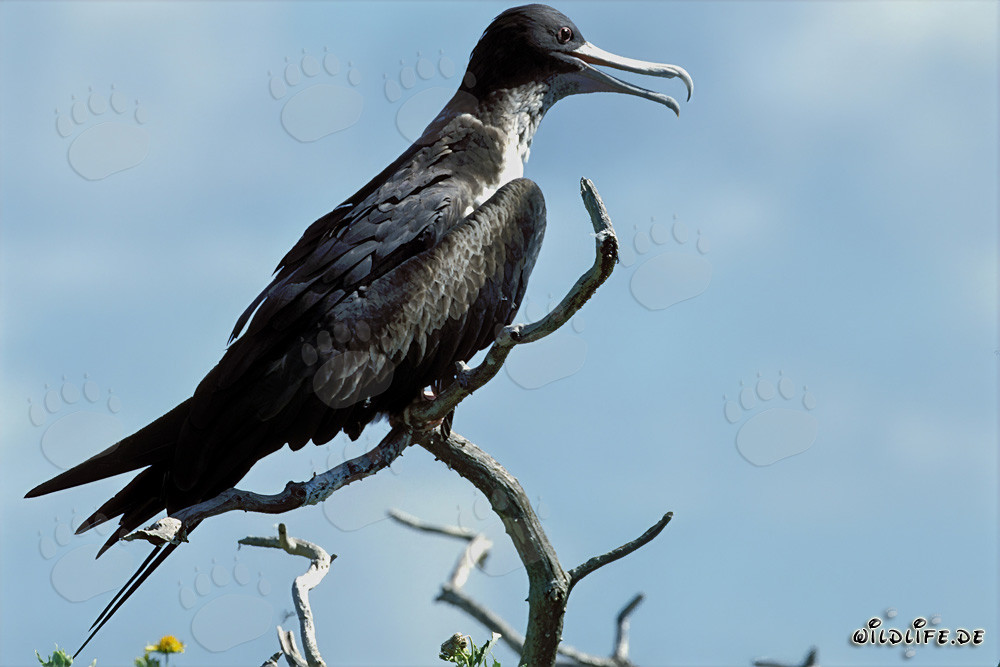 Fragata de plumas en la Isla del Este