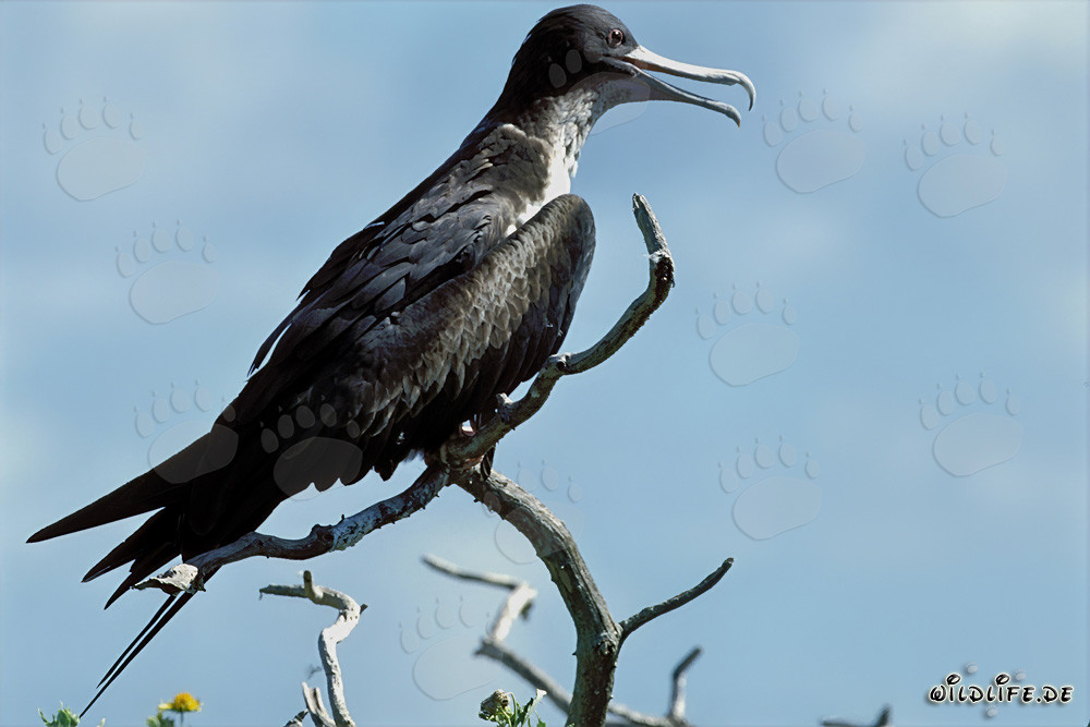 Fregata minor palmerstoni sur l'île de l'Est