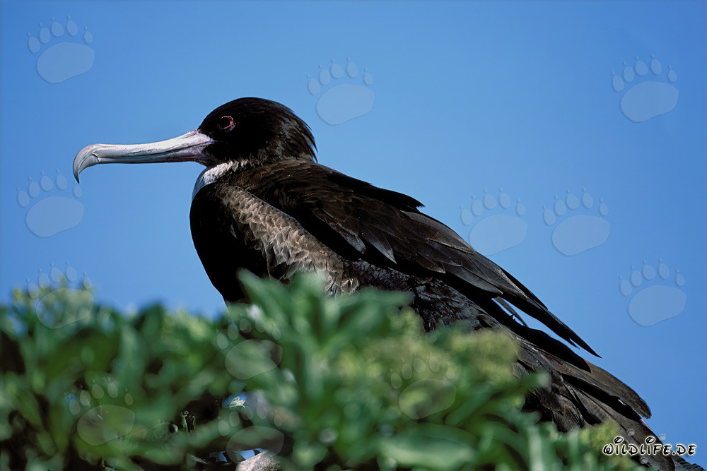 Bindenfregattvogel auf Eastern Island