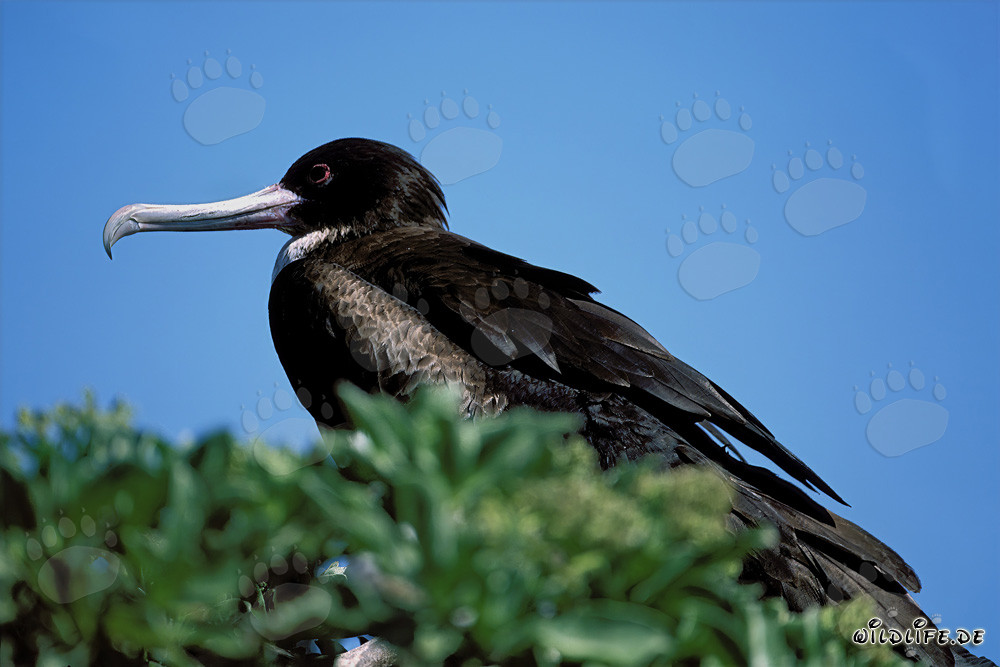 Fragata de aigretes en la Isla del Este