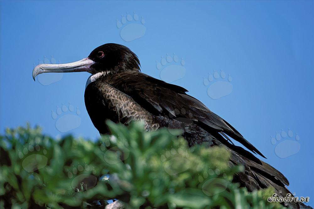 Fregata con egretta sull'Isola di Est