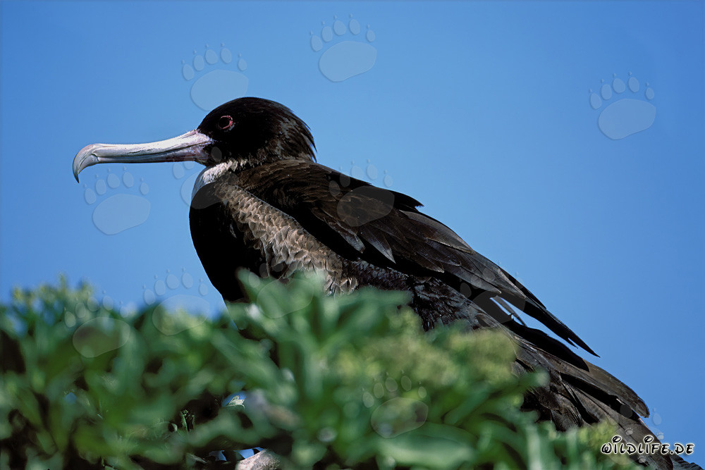 Frigate à aigrette sur l'île de l'Est