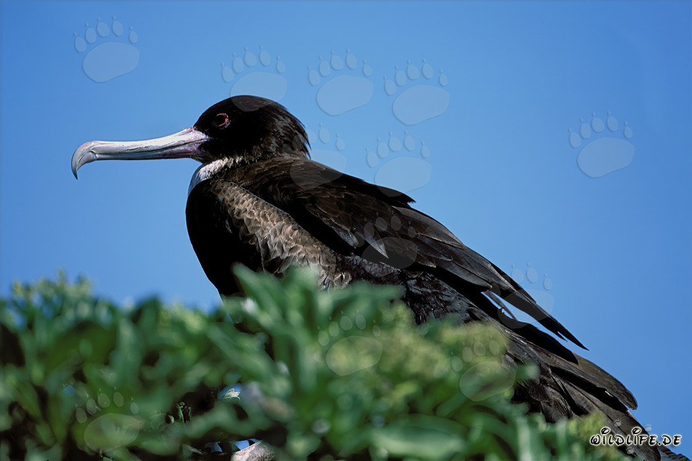 Great Frigatebird on Eastern Island