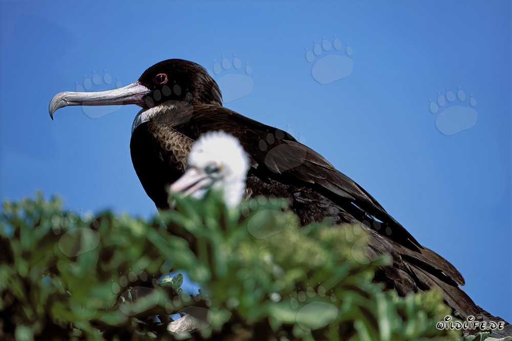 Bindenfregattvogel auf Eastern Island