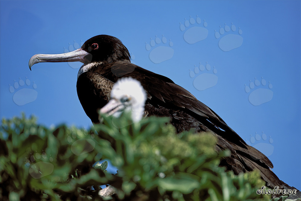 Fregata minor palmerstoni sur l'île de l'Est