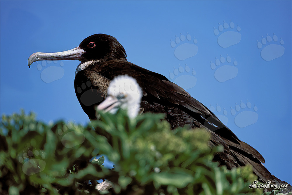 Great Frigatebird on Eastern Island
