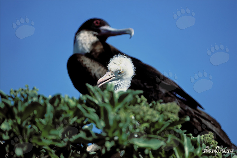 Fragata de cabeza blanca y polluelo de piquero patirrojo