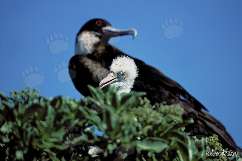 Great Frigatebird and Red-footed Booby Chick