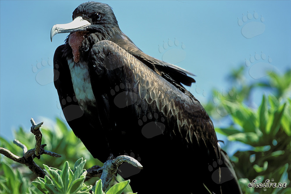 Frigate aigrette sur l'île de l'Est