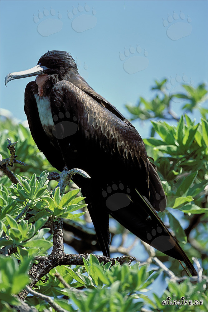 Majestätischer Bindenfregattvogel auf Midway Island, Hawaii