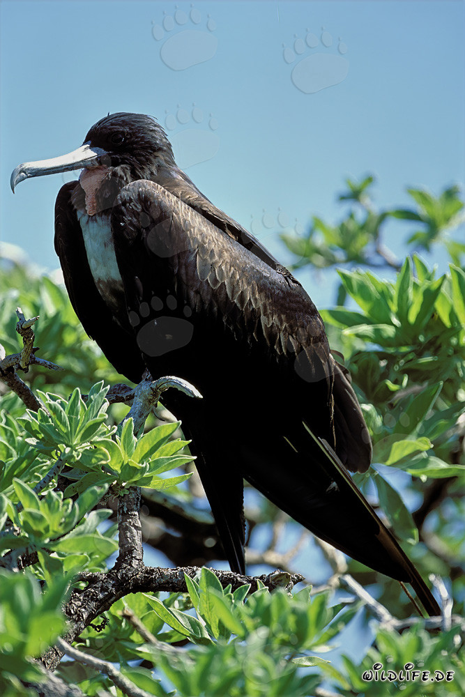 Fragata majestuosa en Midway Island, Hawaii
