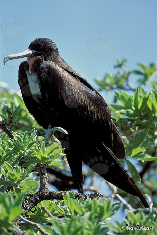 Fregata maestosa a Midway Island, Hawaii
