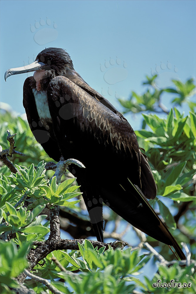 Majestic Great Frigatebird on Midway Island, Hawaii