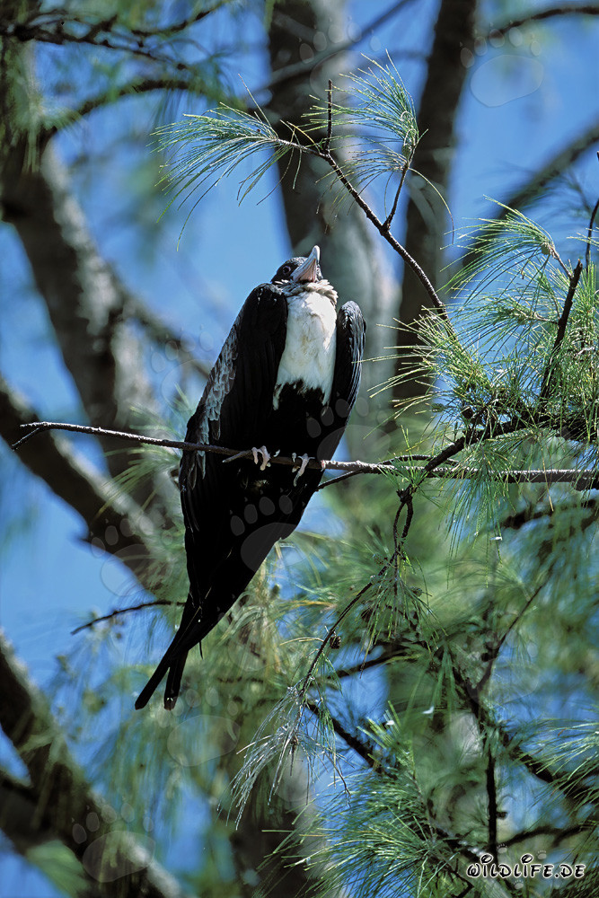 Bindenfregattvogel auf Eastern Island