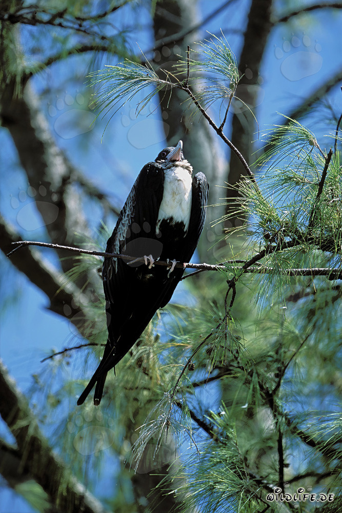 Great Frigatebird on Eastern Island