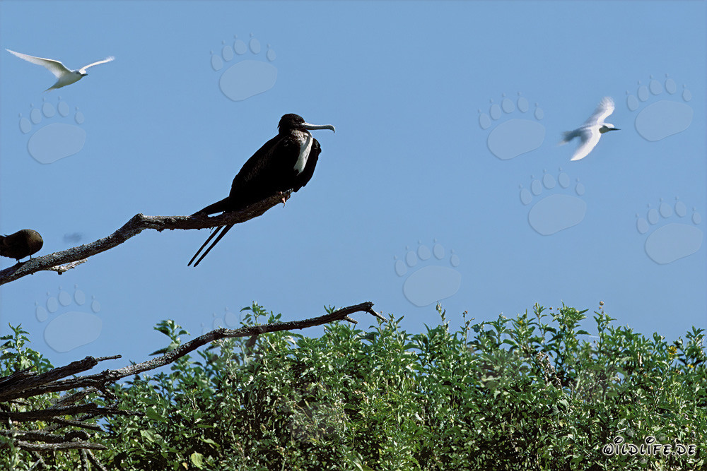 Fregata magnifica - Maestoso uccello marino delle isole Hawaii