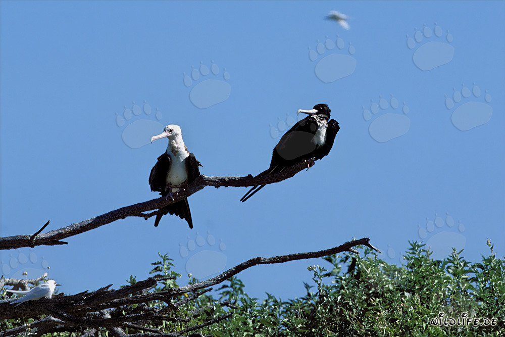 Bindenfregattvogel - Majestätischer Meeresvogel der Hawaiian Islands