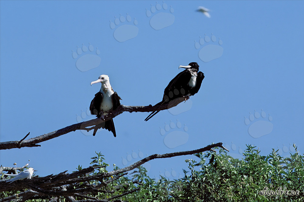 Frigatidé de Palmerston - Oiseau majestueux des îles hawaïennes