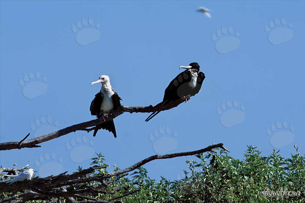 Great Frigatebird - Majestic Seabird of the Hawaiian Islands