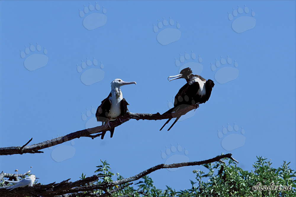 Great Frigatebird