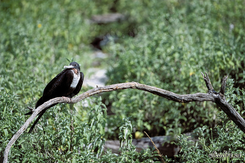 Bindenfregattvogel auf Eastern Island - Majestätischer Meister der Lüfte