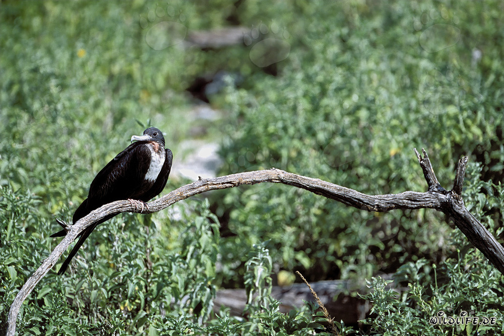 Great Frigatebird on Eastern Island - Majestic Master of the Skies