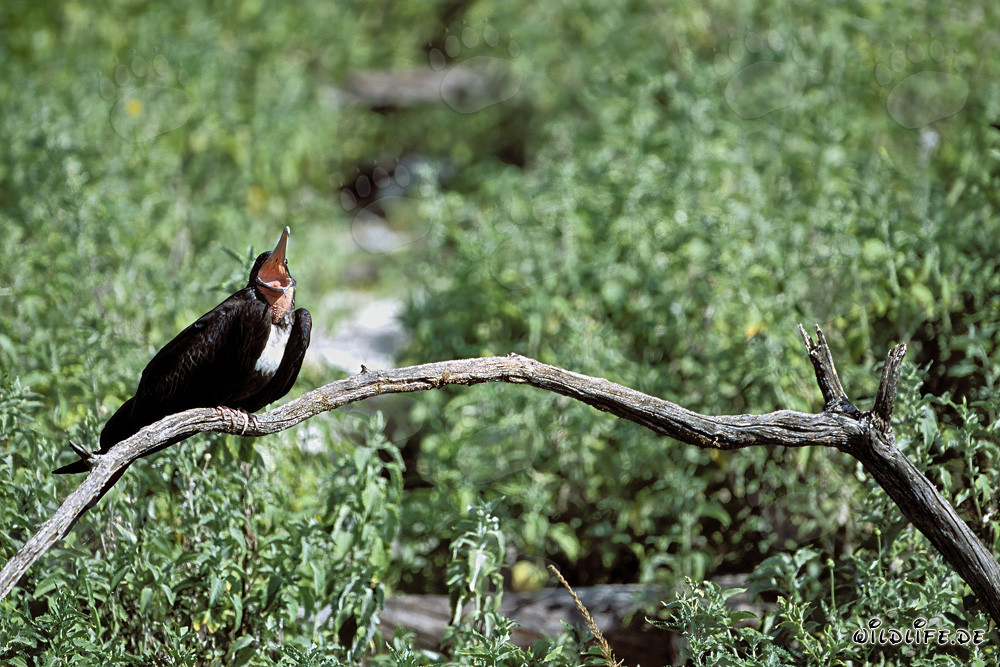 Great Frigatebird on Eastern Island