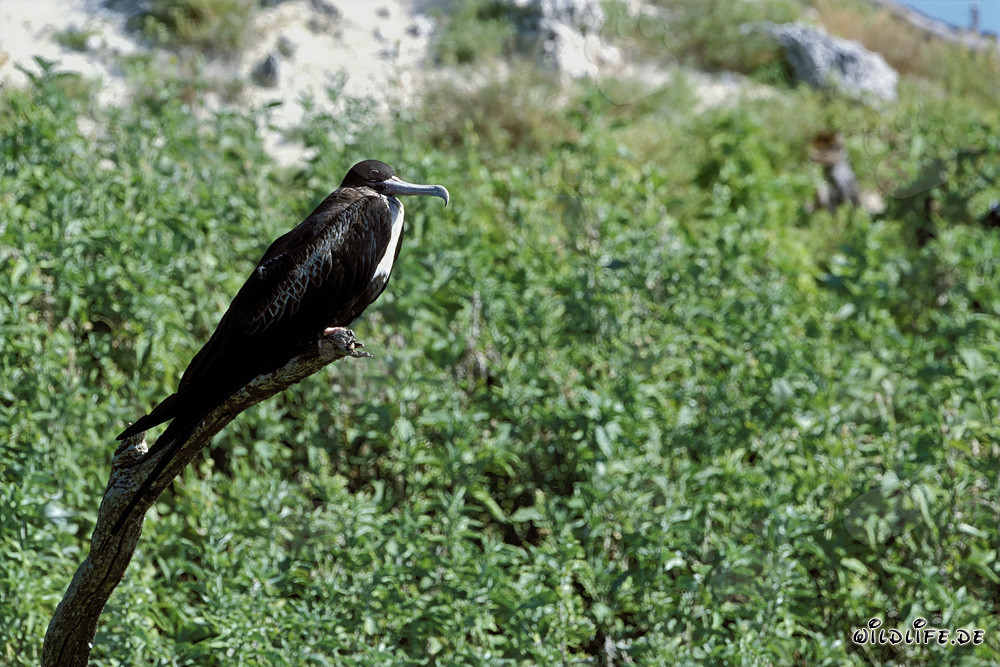 Fregata minore su Midway Island, Hawaii