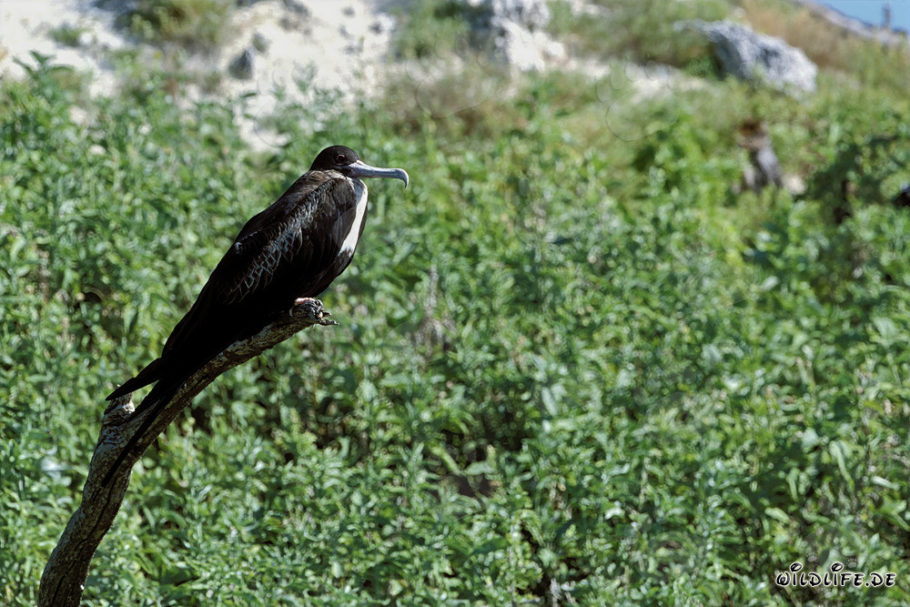Fregate à aigrettes sur l'île de Midway, Hawaï