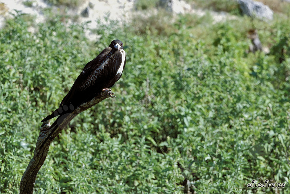 Bindenfregattvogel - Majestätischer Hochseevogel der Hawaiian Islands