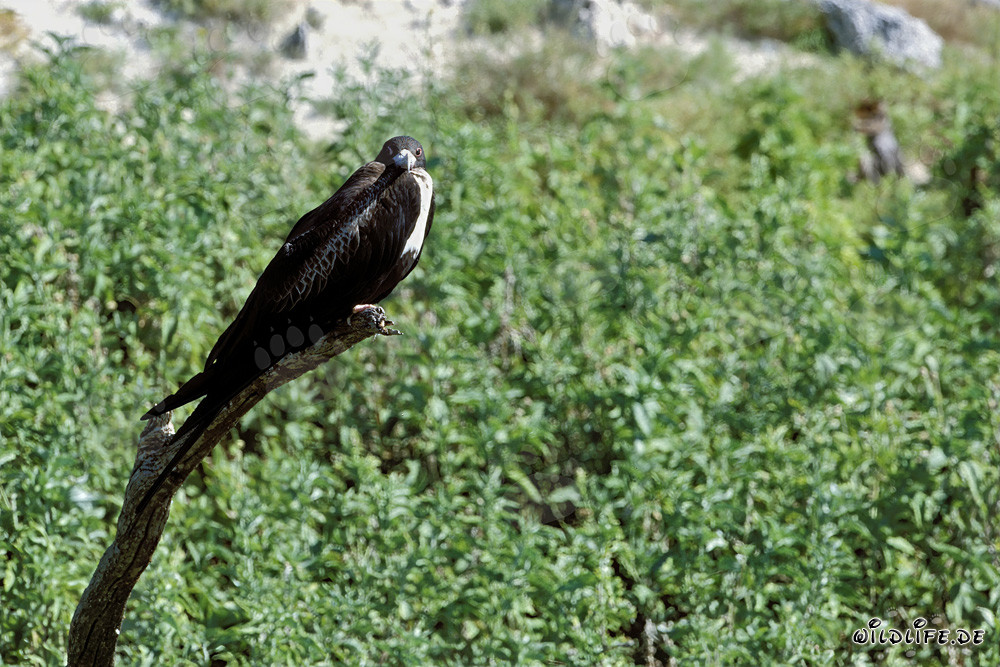 Frigate à aigrettes - Majestueux oiseau de haute mer des îles hawaïennes