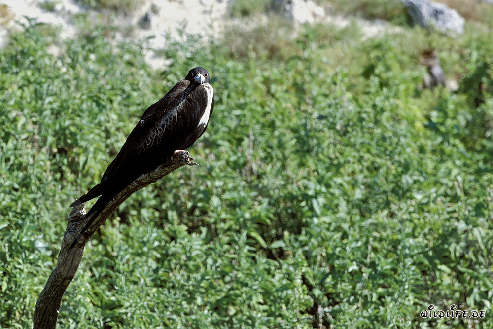 Great Frigatebird - Majestic Seabird of the Hawaiian Islands