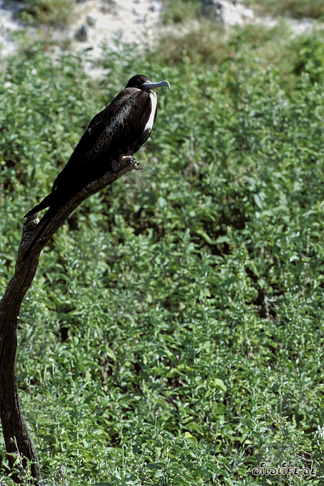 Bindenfregattvogel auf Eastern Island