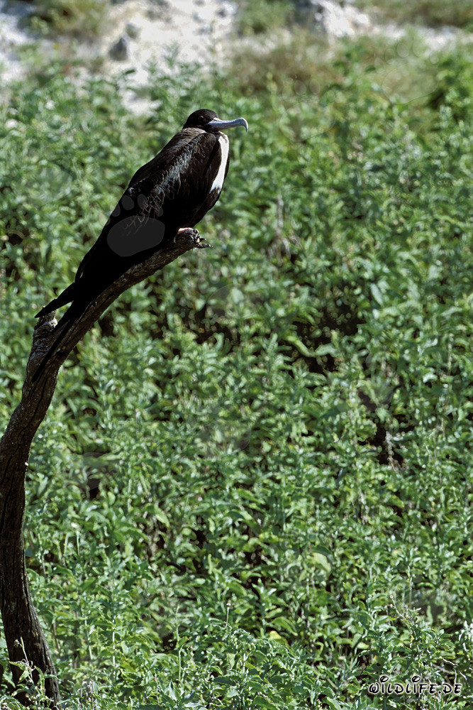 Fragata piquirroja en la Isla del Este