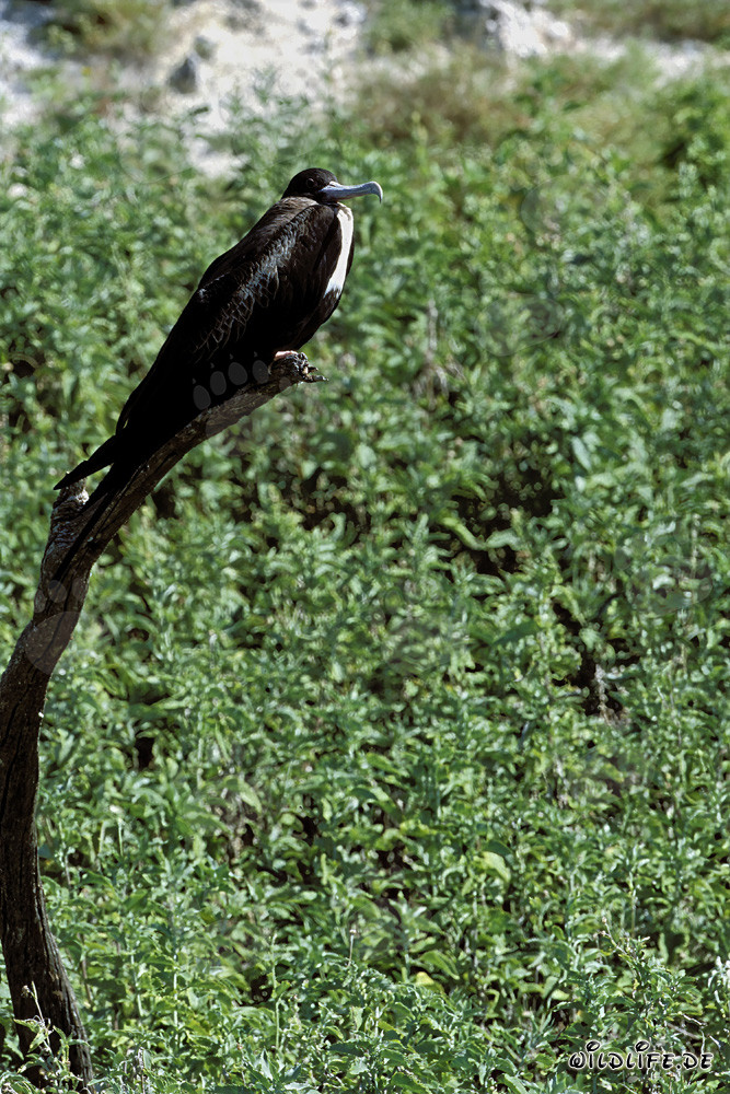 Great Frigatebird on Eastern Island