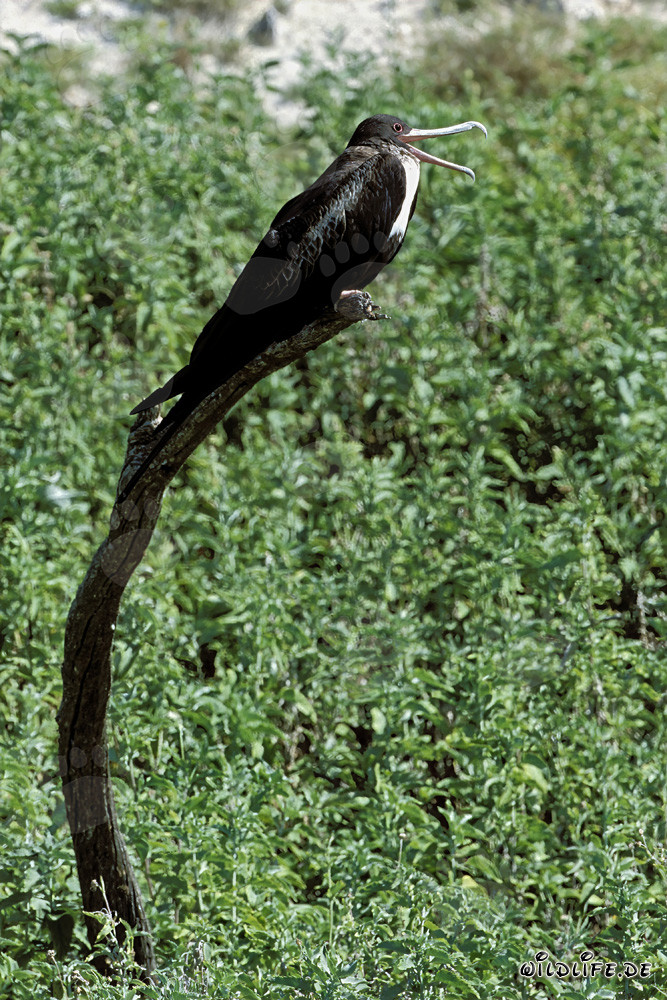 Fregata maestosa su un'oasi di pace idilliaca