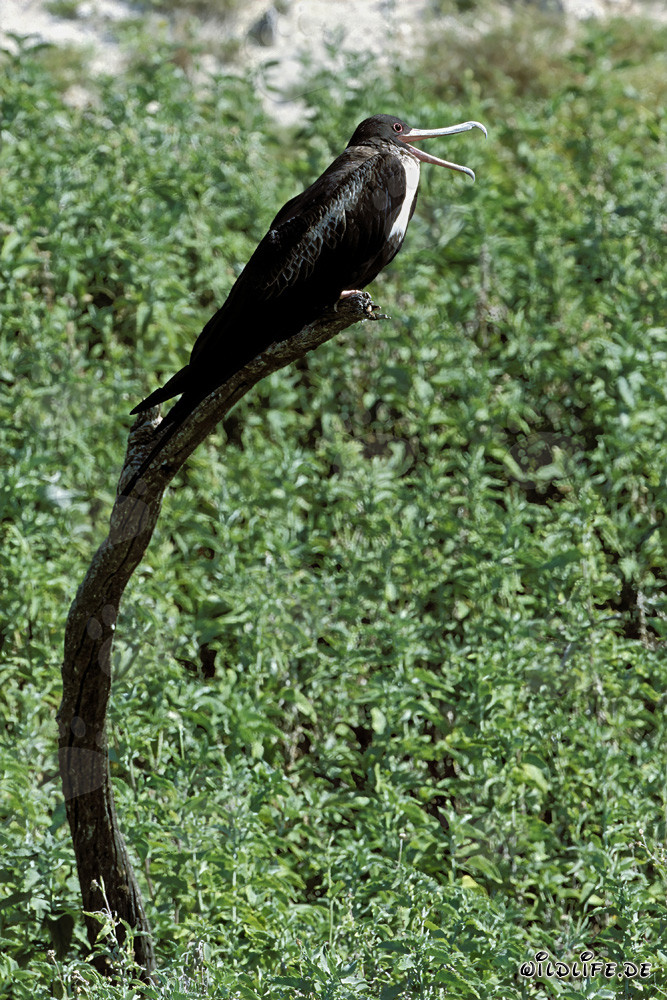 Majestic Great Frigatebird on an idyllic resting spot