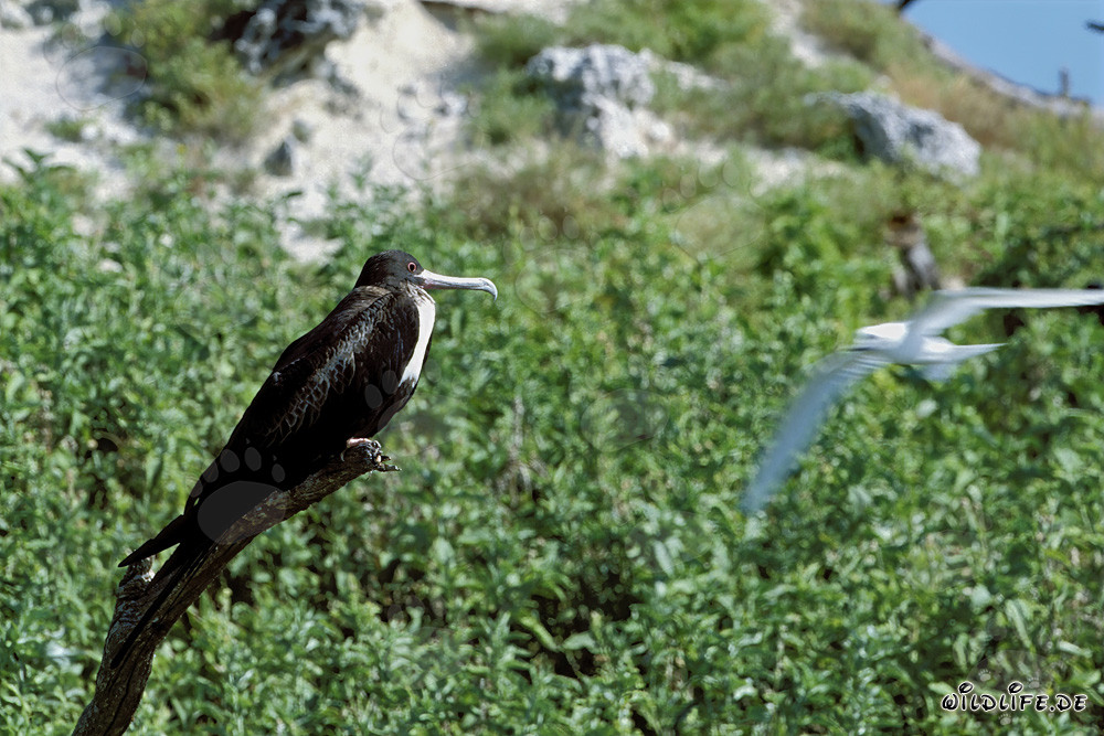 Faszinierender Bindenfregattvogel auf Eastern Island