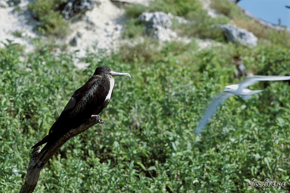 Fascinante fragata de vientre blanco en la Isla del Este