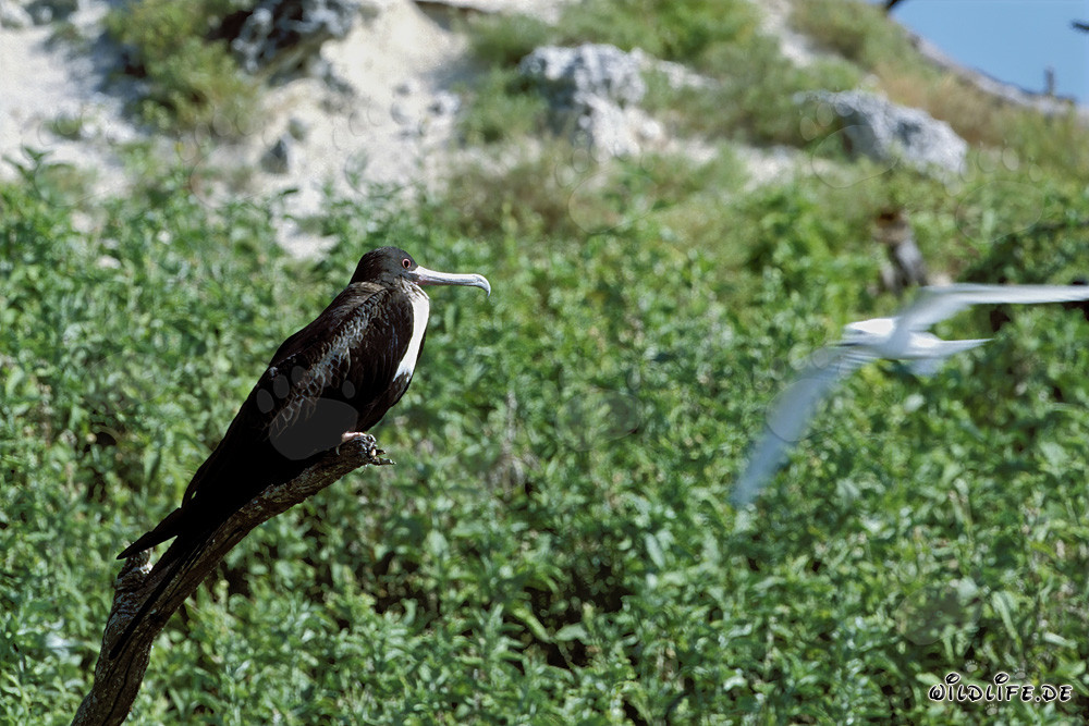 Fascinating Great Frigatebird on Eastern Island
