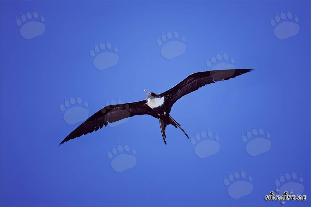 Bindenfregattvogel - Majestätischer Flug über dem Pazifik