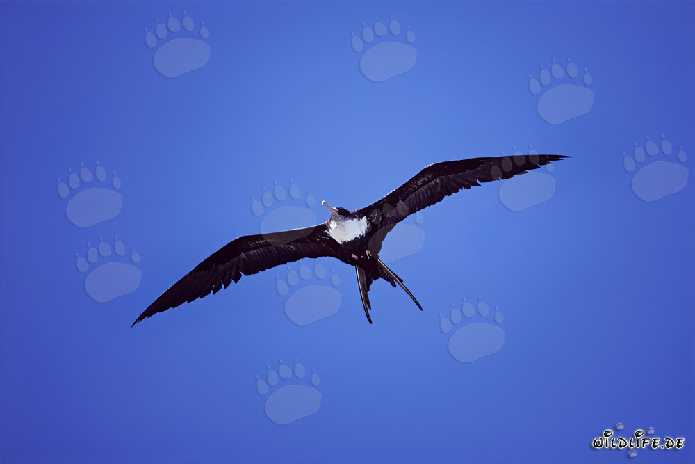Fragata magnífica - Vuelo majestuoso sobre el Pacífico